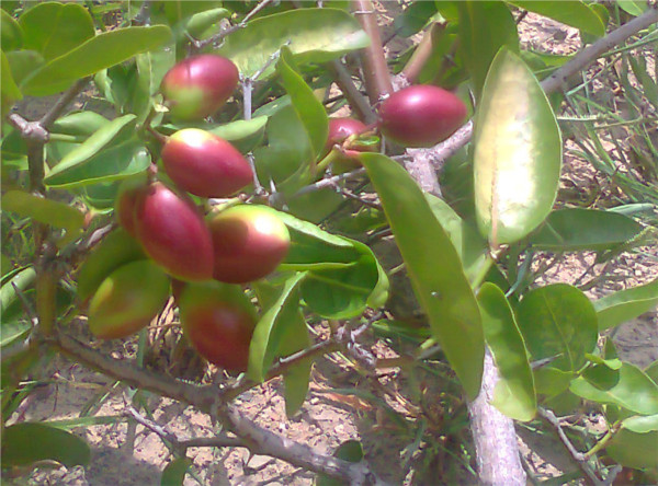 SOUR SWEET BERRIES OF KARONDA.600